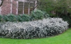 Delavay Tea Olive (Osmanthus Delavayi) - 2 Gallon Pot -Wilson Bros Gardens osmanthus delavayi delavay tea olive 6 2