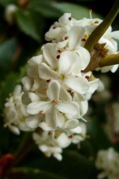 Fortune's Cold Hardy Tea Olive (Fragrant Osmanthus)- 3 Gallon Pot 10 Fortune's Cold Hardy Tea Olive (Fragrant Osmanthus)- 3 Gallon Pot -Wilson Bros Gardens osmanthus fortunei fragrant tea olive 2