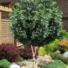 Fruitland's Fortune Tea Olive Double Trunk Tree Form - 7 Gallon Pot (4-5')