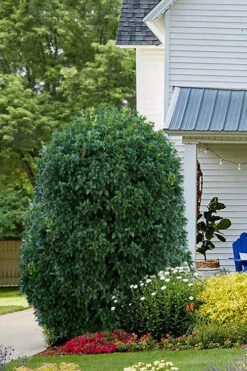 Fruitland's Fortune Tea Olive (Fragrant Osmanthus)- 1 Gallon Pot