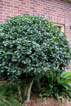 San Jose Fortune's Tea Olive (Multi-Trunk Tree Form) - 7 Gallon Pot