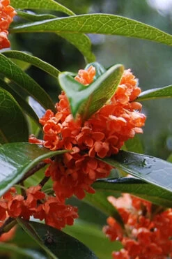 'Beni Kin Mokusei' Red Flowering Tea Olive - 1 Gallon Pot -Wilson Bros Gardens osmanthus fragrans aurianticus beni kin mokusei red tea olive 3