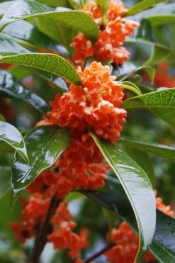 'Beni Kin Mokusei' Red Flowering Tea Olive - 1 Gallon Pot -Wilson Bros Gardens osmanthus fragrans aurianticus beni kin mokusei red tea olive 5