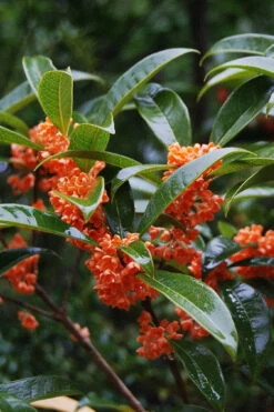 'Beni Kin Mokusei' Red Flowering Tea Olive - 1 Gallon Pot