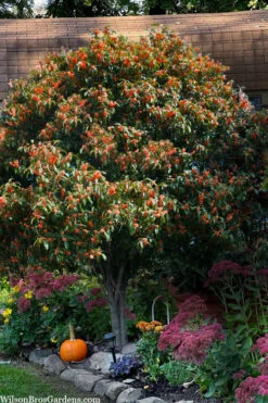 'Beni Kin Mokusei' Red Flowering Tea Olive - 1 Gallon Pot -Wilson Bros Gardens osmanthus fragrans aurianticus beni kin mokusei red tea olive 9