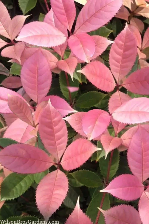 Noble Lady Tea Olive - 7 Gallon Pot (4-5') 1 Noble Lady Tea Olive - 7 Gallon Pot (4-5')