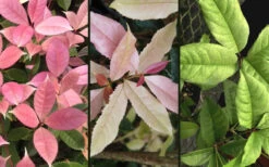 Noble Lady Tea Olive - 7 Gallon Pot (4-5') 7 Noble Lady Tea Olive - 7 Gallon Pot (4-5') -Wilson Bros Gardens osmanthus fragrans quinnan guifei noble lady tea olive 4 1