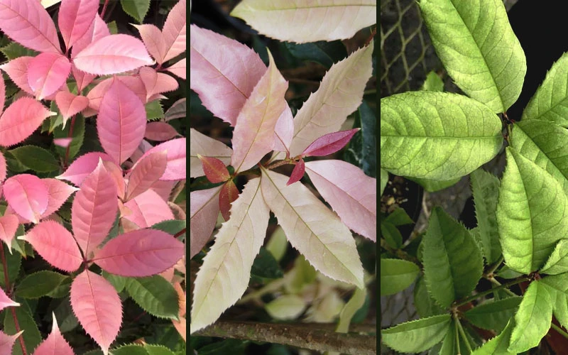 Noble Lady Tea Olive - 7 Gallon Pot (4-5') 4 Noble Lady Tea Olive - 7 Gallon Pot (4-5') - Image 4