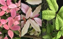 Noble Lady Tea Olive - 7 Gallon Pot (2-3') -Wilson Bros Gardens osmanthus fragrans quinnan guifei noble lady tea olive 4