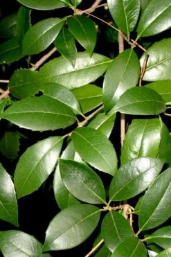 Fruitland's Fortune Tea Olive Double Trunk Tree Form - 7 Gallon Pot (4-5') 9 Fruitland's Fortune Tea Olive Double Trunk Tree Form - 7 Gallon Pot (4-5') -Wilson Bros Gardens osmanthus fruitlands fortune tea olive 1 2