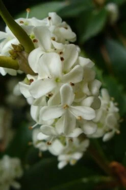 Fruitland's Fortune Tea Olive Double Trunk Tree Form - 7 Gallon Pot (4-5') 8 Fruitland's Fortune Tea Olive Double Trunk Tree Form - 7 Gallon Pot (4-5') -Wilson Bros Gardens osmanthus fruitlands fortune tea olive 3 2