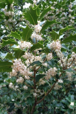 Gulftide Hardy Tea Olive (Osmanthus) - 3 Gallon Pot -Wilson Bros Gardens osmanthus heterophyllus gulftide tea olive false holly 10 1