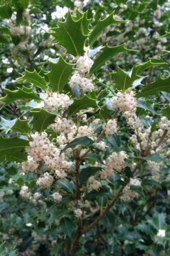 Gulftide Hardy Tea Olive (Osmanthus) - 1 Gallon Pot -Wilson Bros Gardens osmanthus heterophyllus gulftide tea olive false holly 10 3