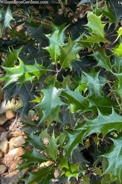 Gulftide Hardy Tea Olive (Osmanthus) - 1 Gallon Pot -Wilson Bros Gardens osmanthus heterophyllus gulftide tea olive false holly 6 3