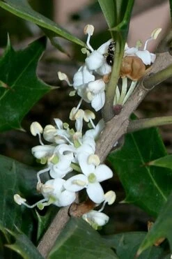 Purple Leaf Tea Olive (Osmanthus Heterophyllus 'Purpurea') - 3 Gallon Pot 13 Purple Leaf Tea Olive (Osmanthus Heterophyllus 'Purpurea') - 3 Gallon Pot -Wilson Bros Gardens osmanthus heterophyllus purpurea purple leaf tea olive 8 1