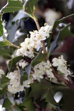 Purple Leaf Tea Olive (Osmanthus Heterophyllus 'Purpurea') - 3 Gallon Pot 11 Purple Leaf Tea Olive (Osmanthus Heterophyllus 'Purpurea') - 3 Gallon Pot -Wilson Bros Gardens osmanthus heterophyllus purpurea purple leaf tea olive 9 1