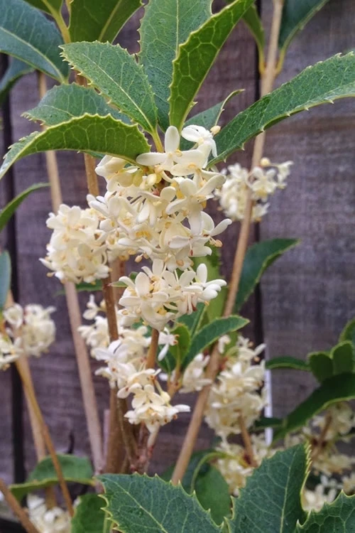 San Jose Fortune's Tea Olive Osmanthus - 1 Gallon Pot 1 San Jose Fortune's Tea Olive Osmanthus - 1 Gallon Pot