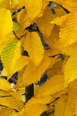 American Hop Hornbeam (Ostrya Virginiana) - 1 Gallon Pot -Wilson Bros Gardens ostrya virginiana hophornbeam tree 11 1