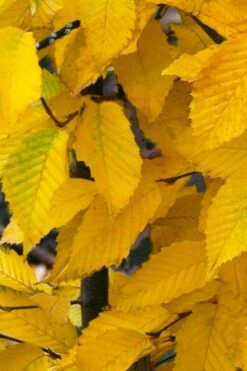 American Hop Hornbeam (Ostrya Virginiana) - 3 Pack Of 1.5 Quart Pots -Wilson Bros Gardens ostrya virginiana hophornbeam tree 11