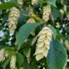 American Hop Hornbeam (Ostrya Virginiana) - 3 Pack Of 1.5 Quart Pots
