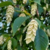 American Hop Hornbeam (Ostrya Virginiana) - 3 Gallon Pot