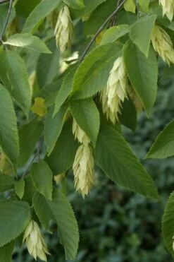 American Hop Hornbeam (Ostrya Virginiana) - 3 Pack Of 1.5 Quart Pots -Wilson Bros Gardens ostrya virginiana hophornbeam tree 6