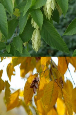 American Hop Hornbeam (Ostrya Virginiana) - 3 Gallon Pot -Wilson Bros Gardens ostrya virginiana hophornbeam tree 7 2