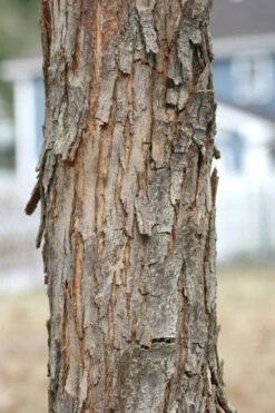 American Hop Hornbeam (Ostrya Virginiana) - 3 Gallon Pot -Wilson Bros Gardens ostrya virginiana hophornbeam tree 8 2