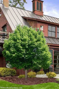 American Hop Hornbeam (Ostrya Virginiana) - 1 Gallon Pot -Wilson Bros Gardens ostrya virginiana hophornbeam tree 9 1