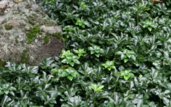 Green Sheen Pachysandra - Japanese Spurge - 18 Count Flats Of Pint Pots -Wilson Bros Gardens pachysandra terminalis green sheen 14 1