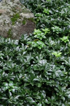 Green Sheen Pachysandra (Japanese Spurge) - 10 Pack Of Quart Pots