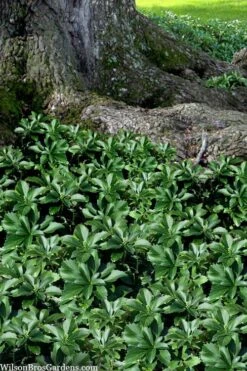 Pachysandra (Japanese Spurge) - 6 Pack Of Pint Pots