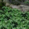 Pachysandra - Japanese Spurge - 18 Count Flat Of Pint Pots