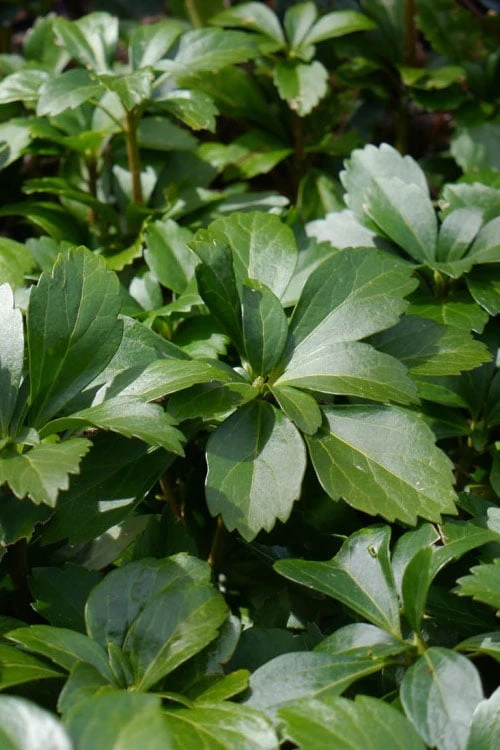 Pachysandra (Japanese Spurge) - 6 Pack Of Pint Pots 4 Pachysandra (Japanese Spurge) - 6 Pack Of Pint Pots - Image 4