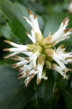 Pachysandra (Japanese Spurge) - 6 Pack Of Pint Pots 18 Pachysandra (Japanese Spurge) - 6 Pack Of Pint Pots -Wilson Bros Gardens pachysandra terminalis japanese spurge 109 1