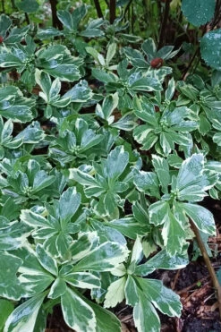 Silver Edge Pachysandra (Japanese Spurge) - 18 Count Flats Of Pint Pots -Wilson Bros Gardens pachysandra terminalis silver edge variegated japanese spurge 2