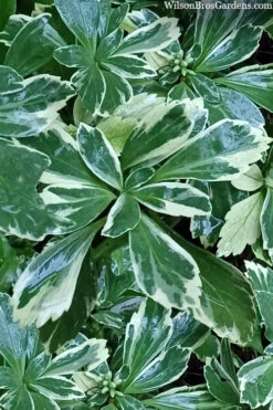 Silver Edge Pachysandra (Japanese Spurge) - 18 Count Flats Of Pint Pots -Wilson Bros Gardens pachysandra terminalis silver edge variegated japanese spurge 5