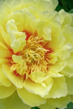 Bartzella Yellow Peony - 3 Gallon Pot 9 Bartzella Yellow Peony - 3 Gallon Pot -Wilson Bros Gardens paeonia bartzella yellow peony 1