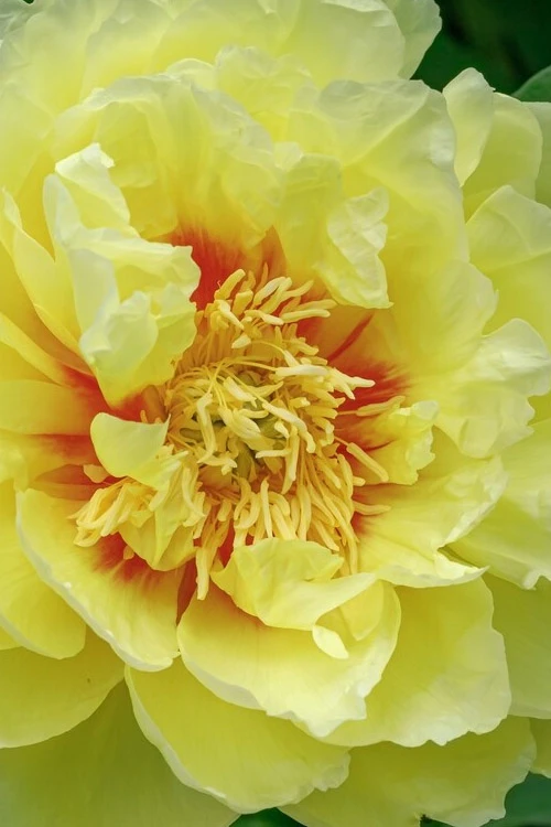 Bartzella Yellow Peony - 3 Gallon Pot 4 Bartzella Yellow Peony - 3 Gallon Pot - Image 4