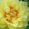 Bartzella Yellow Peony - 3 Gallon Pot