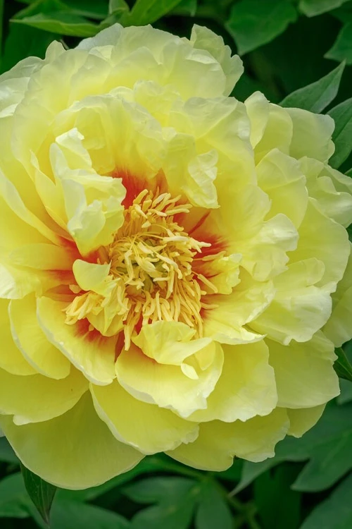 Bartzella Yellow Peony - 3 Gallon Pot 1 Bartzella Yellow Peony - 3 Gallon Pot