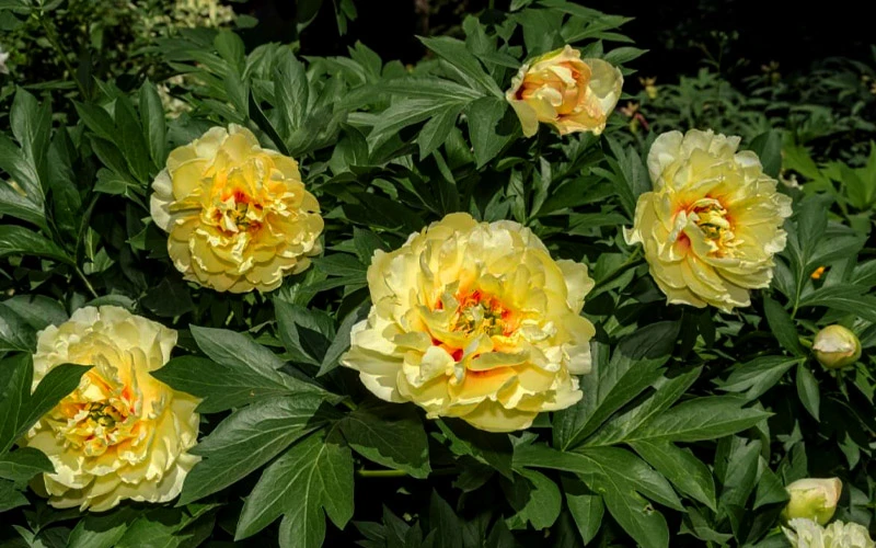 Bartzella Yellow Peony - 3 Gallon Pot 5 Bartzella Yellow Peony - 3 Gallon Pot - Image 5