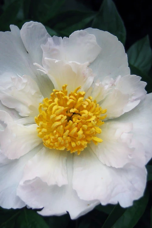Krinkled White Peony - 1 Gallon Pot 4 Krinkled White Peony - 1 Gallon Pot - Image 4