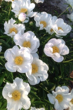 Krinkled White Peony - 1 Gallon Pot 13 Krinkled White Peony - 1 Gallon Pot -Wilson Bros Gardens paeonia krinkled white peony 2