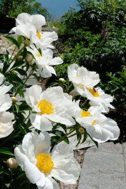 Krinkled White Peony - 1 Gallon Pot 12 Krinkled White Peony - 1 Gallon Pot -Wilson Bros Gardens paeonia krinkled white peony 8