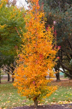 Persian Spire Ironwood Tree (Parrotia) - 7 Gallon Pot -Wilson Bros Gardens parrotia persica persian spire ironwood tree 1