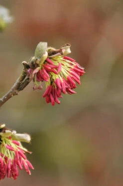 Persian Spire Ironwood Tree (Parrotia) - 7 Gallon Pot -Wilson Bros Gardens parrotia persica persian spire ironwood tree 2