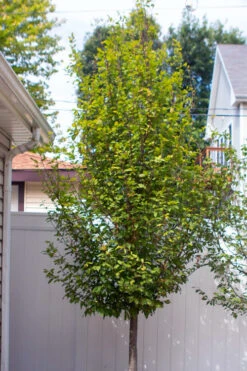 Persian Spire Ironwood Tree (Parrotia) - 7 Gallon Pot -Wilson Bros Gardens parrotia persica persian spire ironwood tree 3