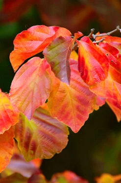 Persian Spire Ironwood Tree (Parrotia) - 7 Gallon Pot -Wilson Bros Gardens parrotia persica persian spire ironwood tree 5