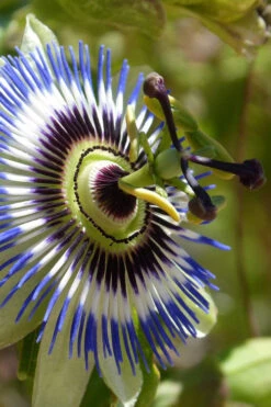 Blue Crown Passion Flower Vine - 1 Gallon Pot -Wilson Bros Gardens passiflora caerulea blue crown passion flower vine 1